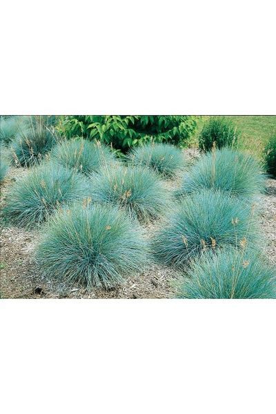Вівсяниця блакитна(Festuca glauca Intense Blue) 03.006.005 фото