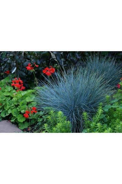 Вівсяниця блакитна(Festuca glauca Intense Blue) 03.006.005 фото