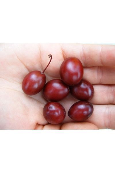 СЛИВА РОЗЛОГА 'ПІССАРДІ НІГРА' (Prunus cerasifera (pissardii) Nigra /200+) 01.013.021 фото