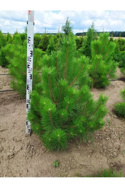 Сосна кримська (Pinus palasiana) 02.003.197 фото