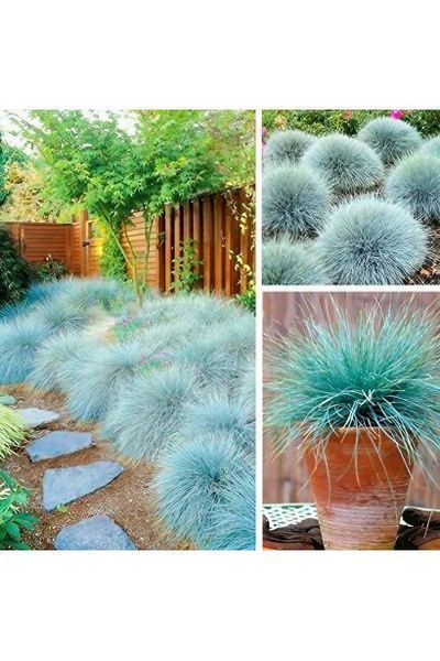Вівсяниця блакитна(Festuca glauca Intense Blue) 03.006.005 фото