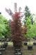 Клен гостролистий &lsquo;Crimson Sentry&rsquo; (Acer platanoides Crimson Centry) 01.001.141 фото 1