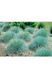 Вівсяниця блакитна(Festuca glauca Intense Blue) 03.006.005 фото 3