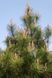 Сосна кримська (Pinus palasiana) 02.003.197 фото 1