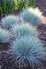 Вівсяниця блакитна(Festuca glauca Intense Blue) 03.006.005 фото 1