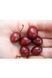 СЛИВА РОЗЛОГА 'ПІССАРДІ НІГРА' (Prunus cerasifera (pissardii) Nigra /200+) 01.013.021 фото 2