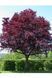 СЛИВА РОЗЛОГА 'ПІССАРДІ НІГРА' (Prunus cerasifera (pissardii) Nigra /200+) 01.013.021 фото 1