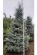 Ялина колюча блакитна Глаука (Picea pungens Glauca) 02.002.207 фото 1