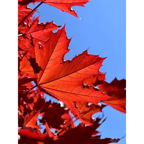 Клен гостролистий &lsquo;Crimson Sentry&rsquo; (Acer platanoides Crimson Centry) 01.001.141 фото