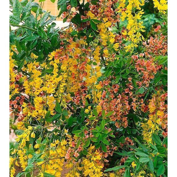 Лабурноцитісус Адама (Laburnocytisus Adamii) 01.070.006 фото