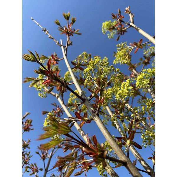 Клен гостролистий &lsquo;Crimson Sentry&rsquo; (Acer platanoides Crimson Centry) 01.001.141 фото