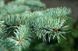 Ялина колюча блакитна Глаука (Picea pungens Glauca) 02.002.207 фото 2