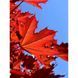 Клен гостролистий &lsquo;Crimson Sentry&rsquo; (Acer platanoides Crimson Centry) 01.001.141 фото 3