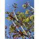 Клен гостролистий &lsquo;Crimson Sentry&rsquo; (Acer platanoides Crimson Centry) 01.001.141 фото 4