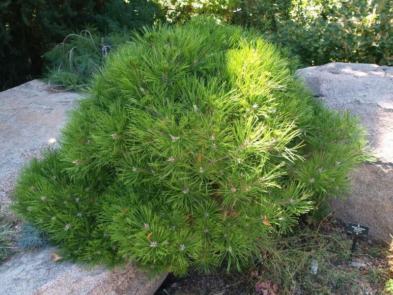 Сосна густоквіткова Low Glow К/ (Pinus densiflora Low Glow) 02.003.444 фото