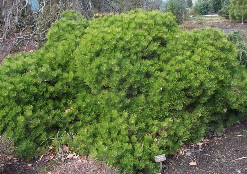 Сосна густоквіткова Low Glow К/ (Pinus densiflora Low Glow) 02.003.444 фото
