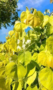 Церцис /Багряник канадський 'Харт оф Голд'(Cercis canadensis Hearts of Gold) 01.002.034 фото