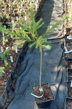 Модрина японська 'Блу Бол' (Larix kaempferi Blue Ball) 02.014.018 фото