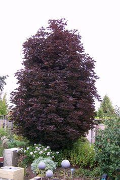 Клен гостролистий &lsquo;Crimson Sentry' (Acer platanoides Crimson Centry) 01.001.132 фото