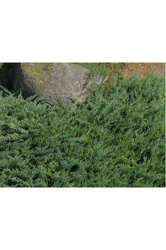 Ялівець звичайний Голдшатц (Juniperus communis Greenmantle) 02.009.181 фото