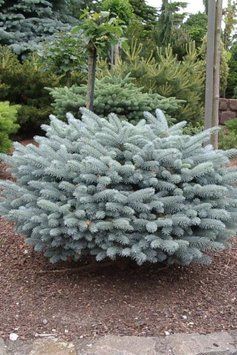 Ялина колюча Глаука Глобоза (Picea pungens Glauca Globosa) 02.002.069 фото