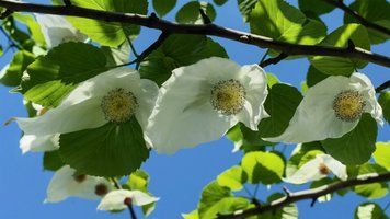 Давидія обгорткова (Davidia involucrata) 01.047.003 фото