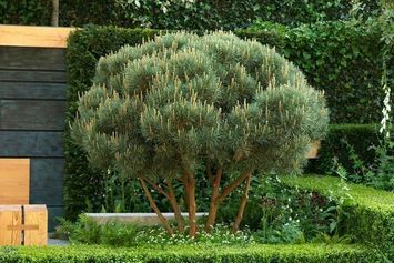 Сосна звичайна Ватерерi К/мультиштамб (Pinus sylvestris Watereri) 02.003.479 фото