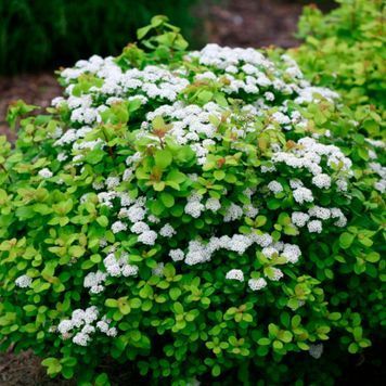 СПІРЕЯ БЕРЕЗОЛИСТА 'ТОР' (Spiraea betulifolia Tor) 01.041.021 фото