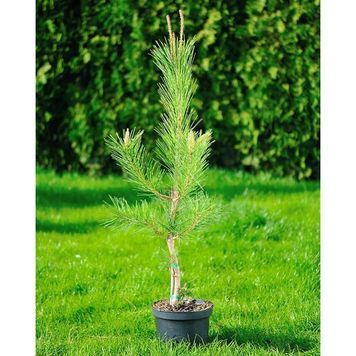 Сосна густоквіткова Окулус Драконіс (Око Дракона) К (Pinus densiflora Oculus-Draconis C) 02.003.052 фото