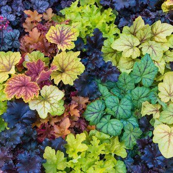 Гейхера (Heuchera) 03.009.001 фото