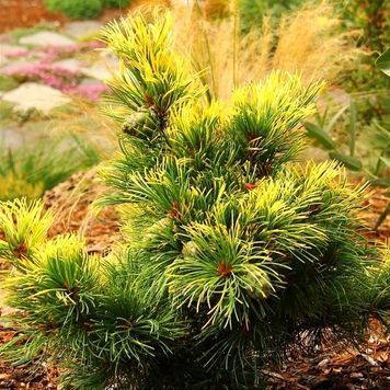 Сосна дрібноквіткова Голділокс (Pinus parviflora Goldilocks) 02.003.453 фото