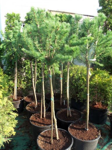 Модрина японська 'Блу Бол' (Larix kaempferi Blue Ball) 02.014.018 фото