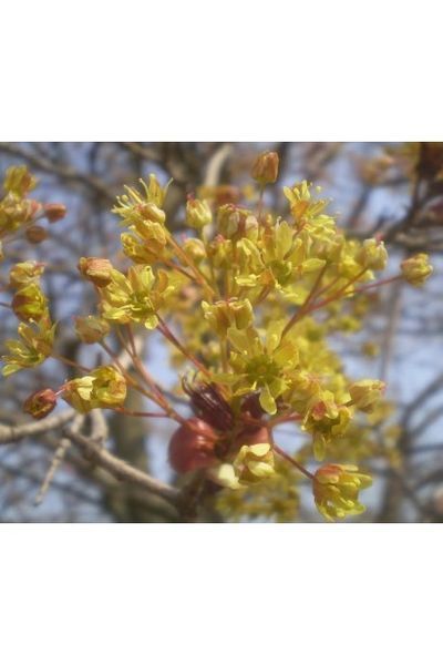 Клен гостролистий &lsquo;Crimson Sentry' (Acer platanoides Crimson Centry) 01.001.132 фото