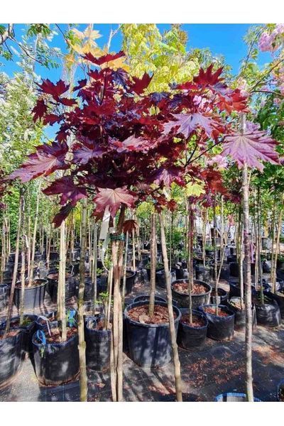 Клен гостролистий &lsquo;Crimson Sentry' (Acer platanoides Crimson Centry) 01.001.132 фото