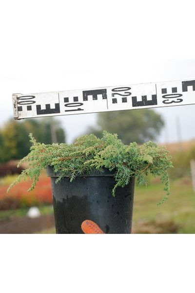 Ялівець звичайний Голдшатц (Juniperus communis Greenmantle) 02.009.181 фото