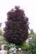 Клен гостролистий &lsquo;Crimson Sentry' (Acer platanoides Crimson Centry) 01.001.132 фото 1
