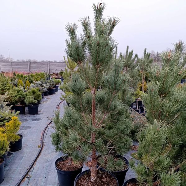 Сосна звичайна Ватерерi К/мультиштамб (Pinus sylvestris Watereri) 02.003.479 фото