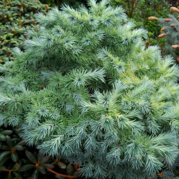 Модрина японська 'Блу Бол' (Larix kaempferi Blue Ball) 02.014.018 фото
