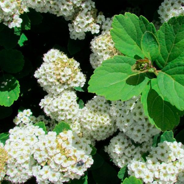 СПІРЕЯ БЕРЕЗОЛИСТА 'ТОР' (Spiraea betulifolia Tor) 01.041.021 фото