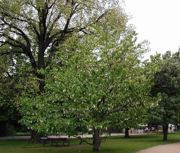 Давидія обгорткова (Davidia involucrata) 01.047.003 фото