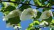 Давидія обгорткова (Davidia involucrata) 01.047.003 фото 1
