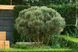 Сосна звичайна Ватерерi К/мультиштамб (Pinus sylvestris Watereri) 02.003.479 фото 1