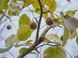Давидія обгорткова (Davidia involucrata) 01.047.003 фото 2