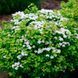 СПІРЕЯ БЕРЕЗОЛИСТА 'ТОР' (Spiraea betulifolia Tor) 01.041.021 фото 1