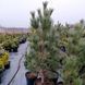Сосна звичайна Ватерерi К/мультиштамб (Pinus sylvestris Watereri) 02.003.479 фото 2