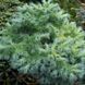 Модрина японська 'Блу Бол' (Larix kaempferi Blue Ball) 02.014.018 фото 2