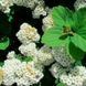 СПІРЕЯ БЕРЕЗОЛИСТА 'ТОР' (Spiraea betulifolia Tor) 01.041.021 фото 3