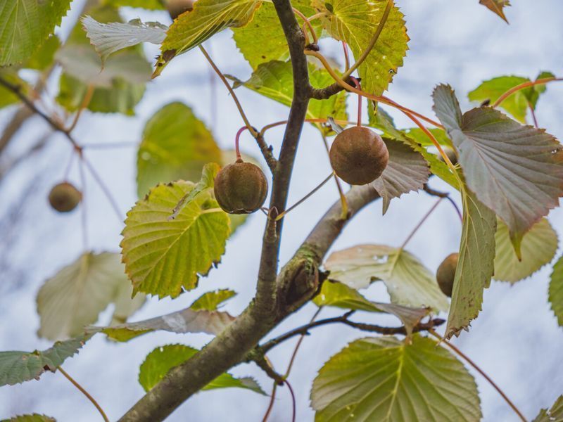 Давидія обгорткова (Davidia involucrata) 01.047.003 фото