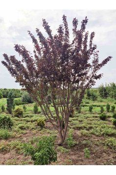 СЛИВА РОЗЛОГА 'ПІССАРДІ НІГРА' С (Prunus cerasifera (pissardii) Nigra С) 01.013.033 фото