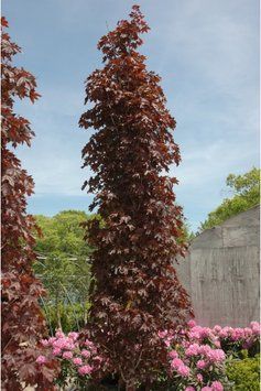 Клен гостролистий &lsquo;Crimson Sentry' (Acer platanoides Crimson Centry) 01.001.143 фото